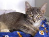 adoptable Cat in Tallahassee, FL named CHAI