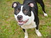 adoptable Dog in  named CHARITY