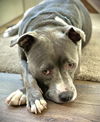 adoptable Dog in Tallahassee, FL named BAKER