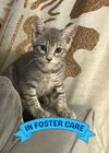 adoptable Cat in Tallahassee, FL named LUCY
