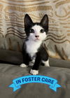 adoptable Cat in Tallahassee, FL named PATTY
