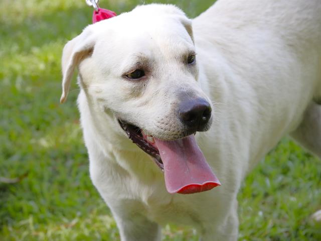 adoptable Dog in Tallahassee, FL named COLORADO