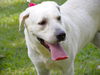 adoptable Dog in Tallahassee, FL named COLORADO