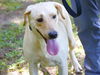 adoptable Dog in Tallahassee, FL named VIRGINIA