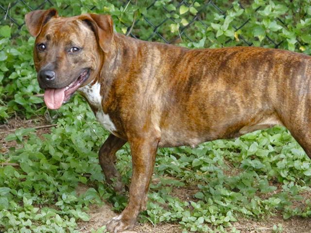 adoptable Dog in Tallahassee, FL named MISS E. ELLIOT