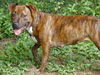 adoptable Dog in  named MISS E. ELLIOT