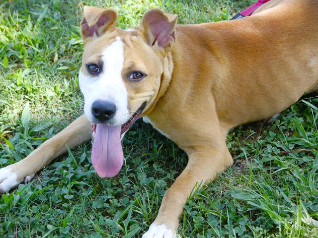 adoptable Dog in Tallahassee, FL named JEAN GREY