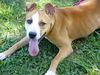 adoptable Dog in Tallahassee, FL named JEAN GREY