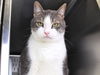adoptable Cat in Tallahassee, FL named BICKY