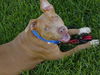 adoptable Dog in Tallahassee, FL named ESME