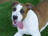 adoptable Dog in Tallahassee, FL named FLUFFY