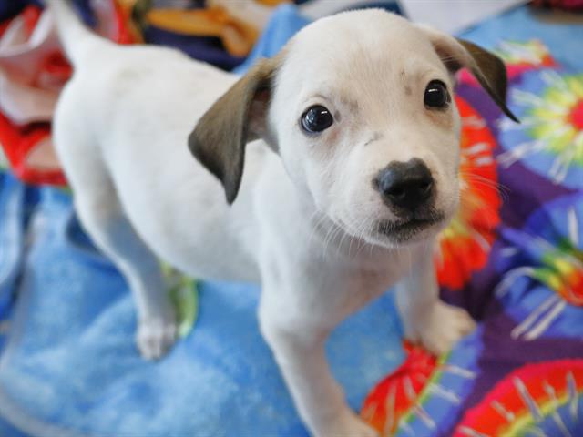 adoptable Dog in Tallahassee, FL named AMAYA