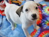 adoptable Dog in Tallahassee, FL named AMAYA