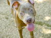 adoptable Dog in Tallahassee, FL named SAMUEL