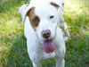 adoptable Dog in Tallahassee, FL named TWILIGHT SPARKLE