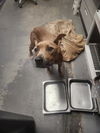 adoptable Dog in Tallahassee, FL named CHRIS TINA