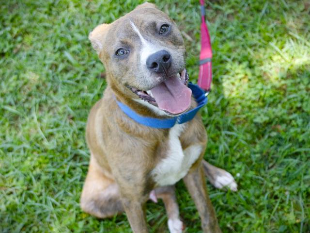 adoptable Dog in Tallahassee, FL named MARVIN
