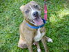 adoptable Dog in Tallahassee, FL named MARVIN
