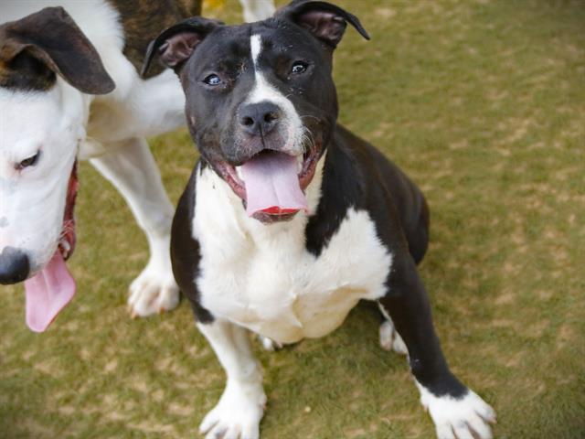 adoptable Dog in Tallahassee, FL named PRECIOUS