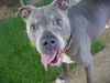 adoptable Dog in  named CLOONEY