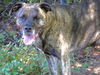 adoptable Dog in  named JILL