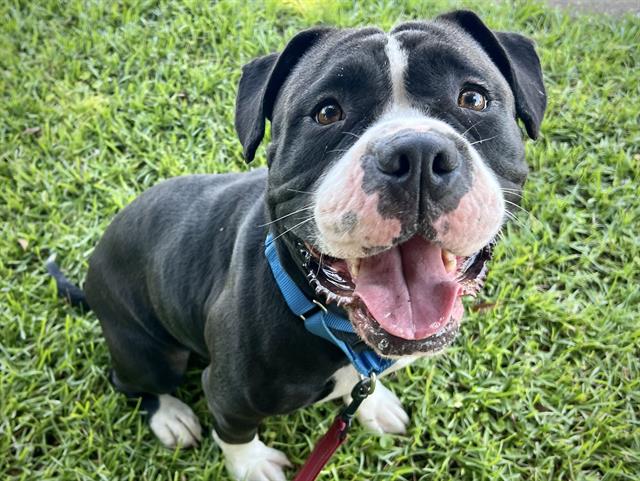 adoptable Dog in Tallahassee, FL named ARYA