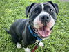 adoptable Dog in Tallahassee, FL named ARYA