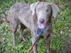 adoptable Dog in  named UTAH