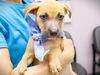 adoptable Dog in  named JACK POTT