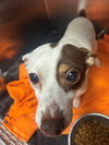 adoptable Dog in  named ROCKY