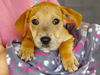 adoptable Dog in  named ANDY