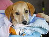 adoptable Dog in  named ANNE