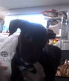 adoptable Dog in Tallahassee, FL named LUCILLE