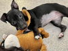 adoptable Dog in  named LUCILLE