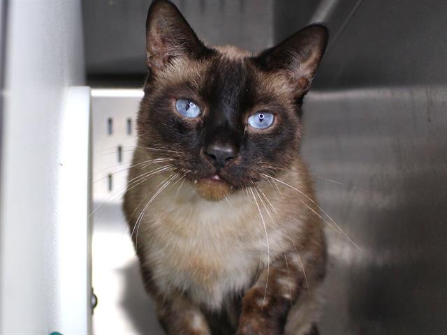 adoptable Cat in Tallahassee, FL named DRACULA