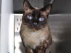 adoptable Cat in  named DRACULA