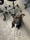 adoptable Dog in Tallahassee, FL named KINSLEY