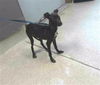 adoptable Dog in  named ETHAL