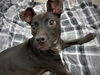 adoptable Dog in  named ETHAL