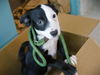 adoptable Dog in Tallahassee, FL named BUSTER
