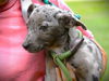 adoptable Dog in Tallahassee, FL named PLUCKY