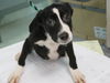 adoptable Dog in Tallahassee, FL named CAL