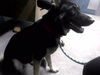 adoptable Dog in Tallahassee, FL named GLEEFUL GLENDA