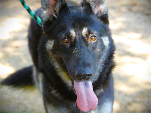 adoptable Dog in Tallahassee, FL named GLEEFUL GLENDA