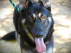 adoptable Dog in  named GLEEFUL GLENDA