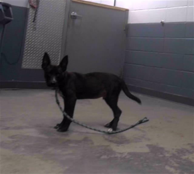 adoptable Dog in Tallahassee, FL named TINY TIM