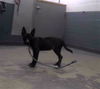 adoptable Dog in Tallahassee, FL named TINY TIM