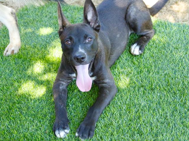 adoptable Dog in Tallahassee, FL named TINY TIM