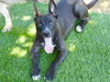 adoptable Dog in  named TINY TIM