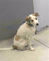 adoptable Dog in Tallahassee, FL named GAGE